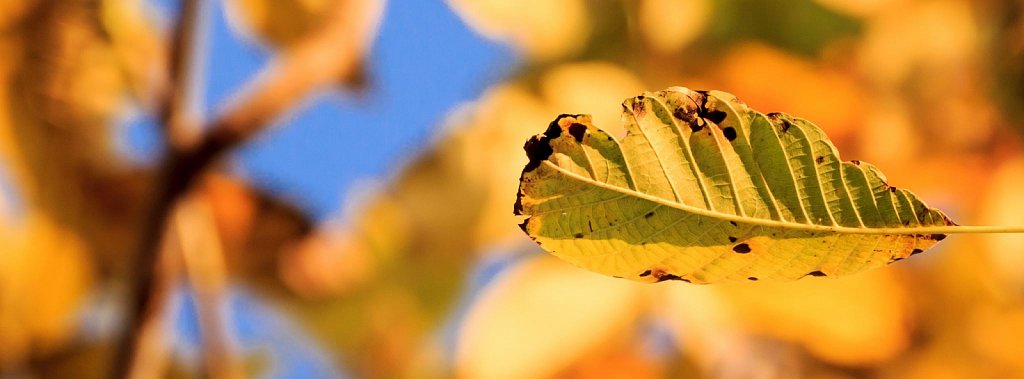 Früchte, Blüten und Blätter